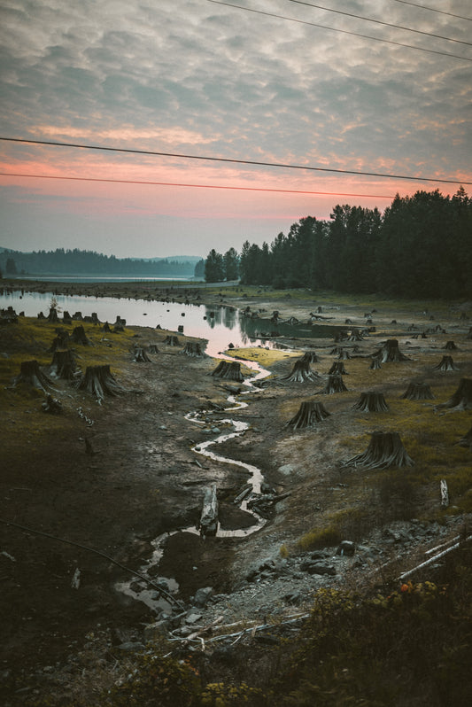 A landscape depicts deforestation which is often the result of organic tea farming practices.